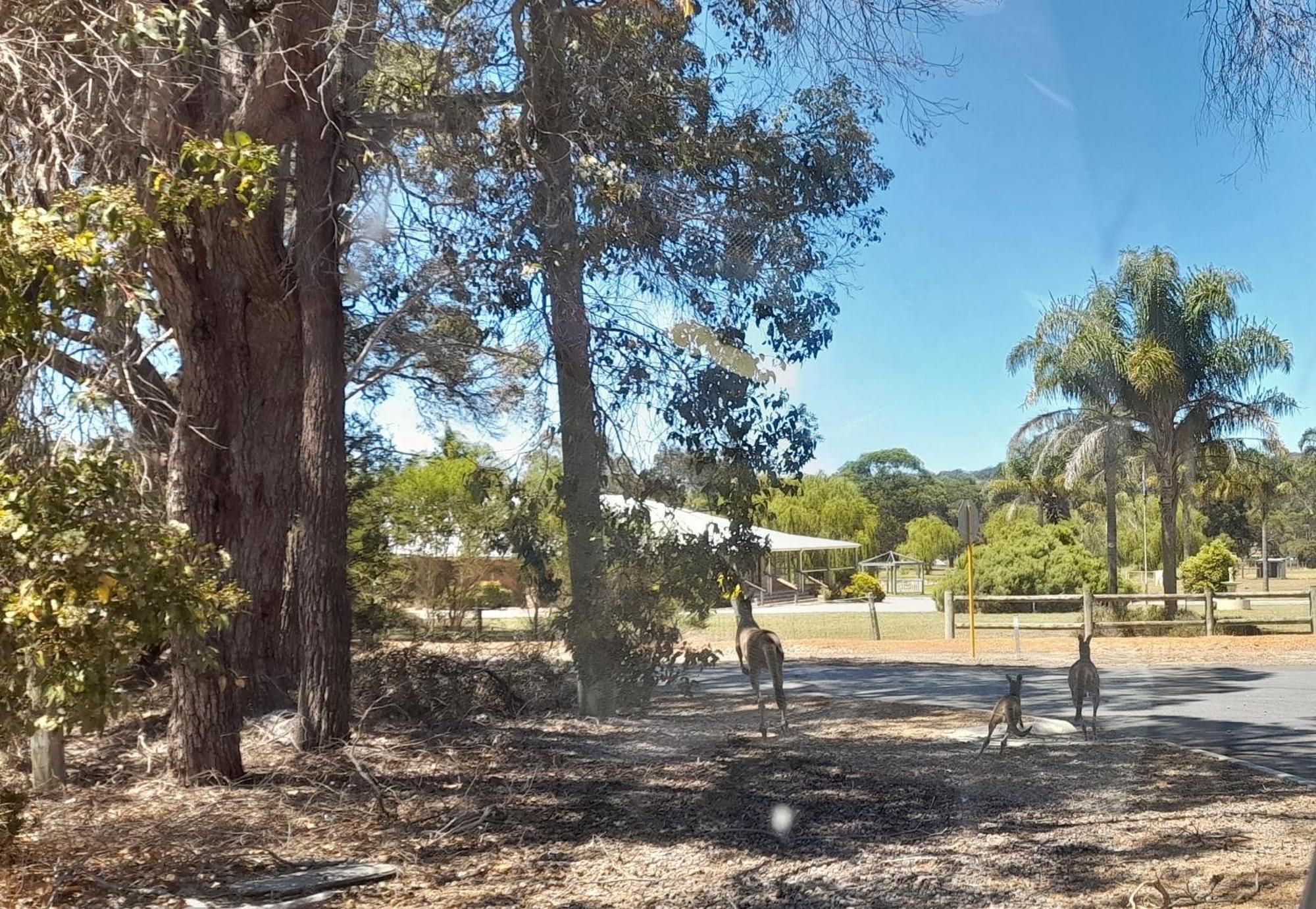 Motel 101 Oatlands Mount Barker Exterior foto